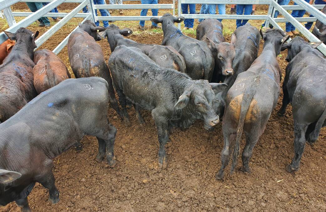 RCL Parks' Brangus weaner steers achieved 489c/kg to realise $1138.