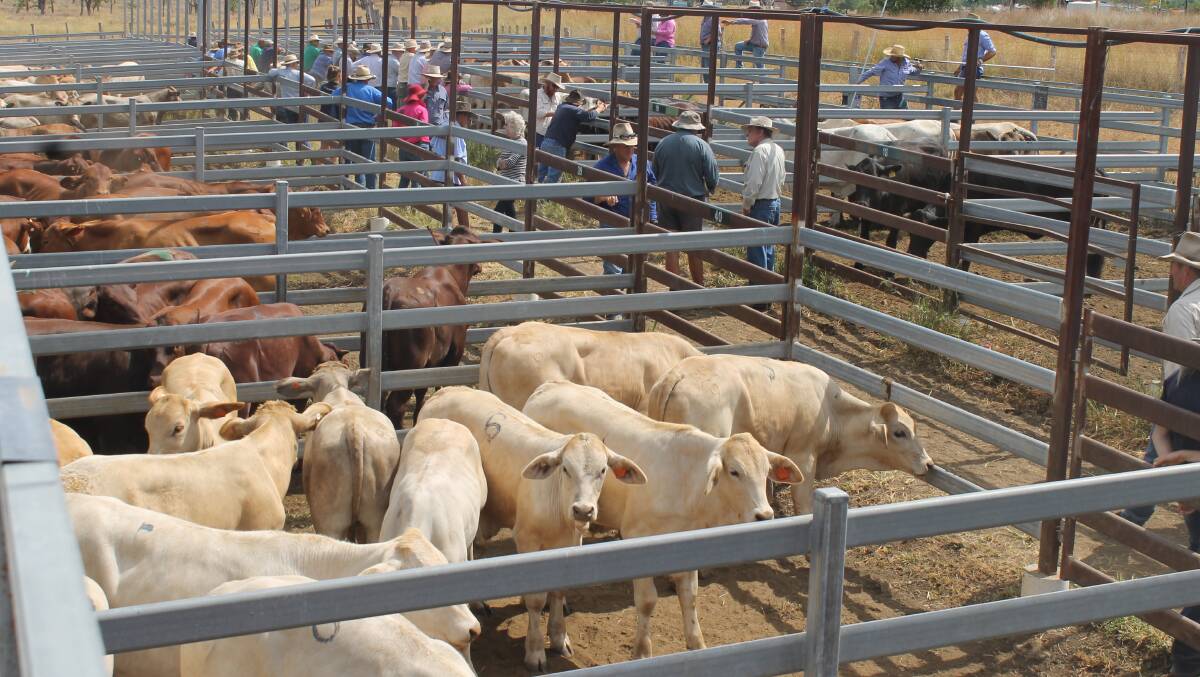 Monto Cattle and Country yarded 527 head with Roy Marbach selling Charbray weaner steers to 280c/kg or $650/head.