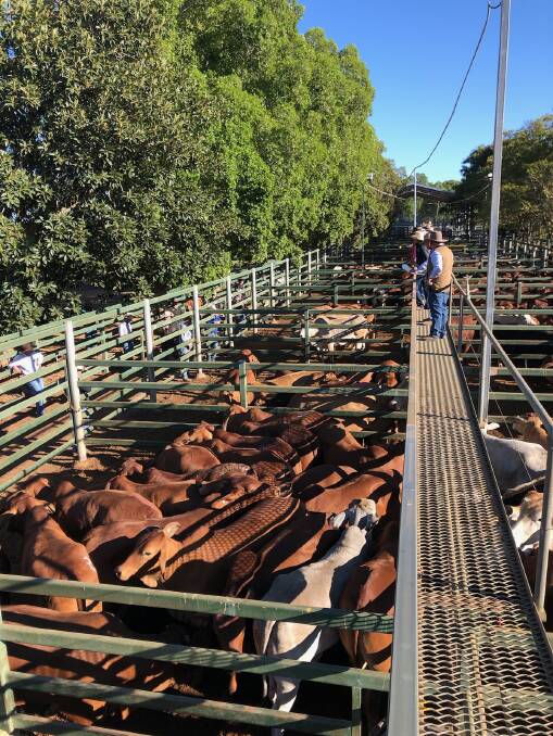 Droughtmaster cows and calves $2200/unit at Blackall