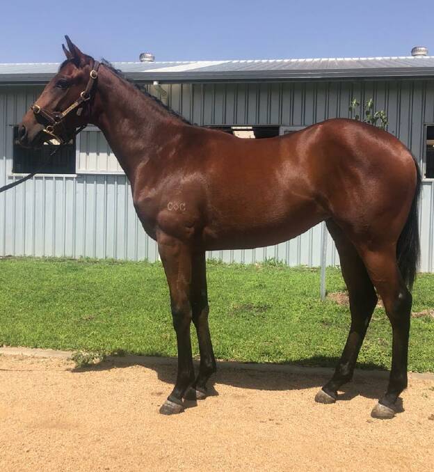 Hong Kong Group 1 winner Beat The Clock has a half-sister catalogued at next month's Magic Millions Gold Coast yearling sale. The filly by Smart Missile from Flion Fenena will be offered by Eureka Sud, Cambooya. 
