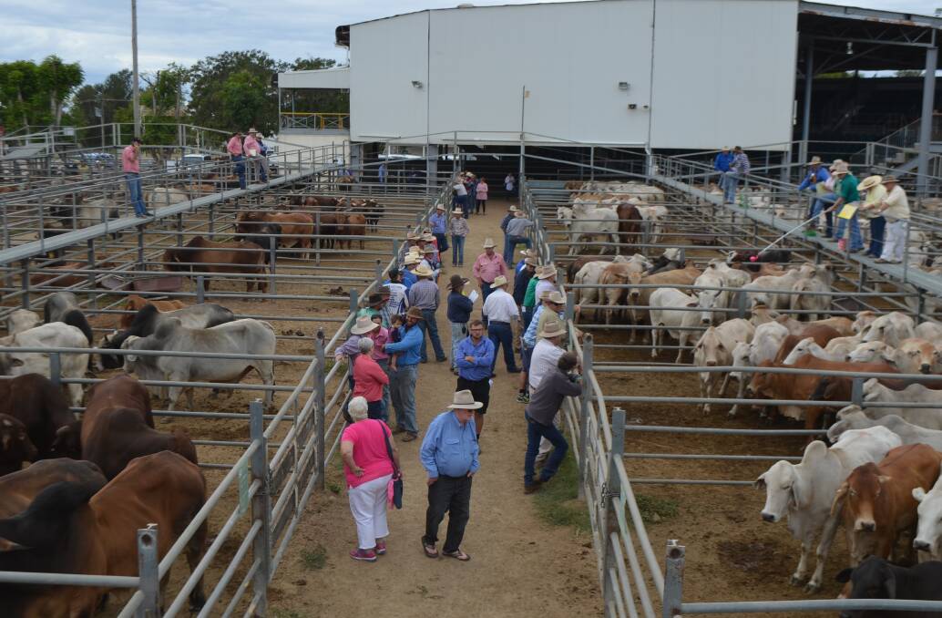 Trade heifers reach 260c/$1134 at Charters Towers