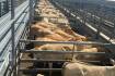Weaner steers reach 780c, average 723c at Gracemere
