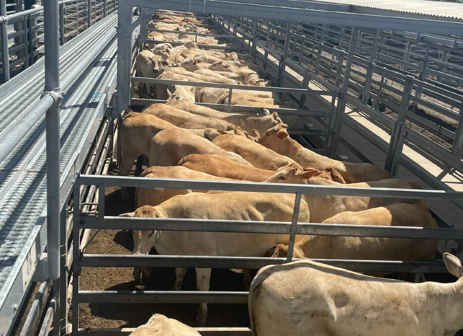 An offering from Essex Grazing, Middlemount, of 325 Charbray heifers made 600c/kg and weighed 370kg to return $2221/hd during the CQLX prime and store cattle sale.