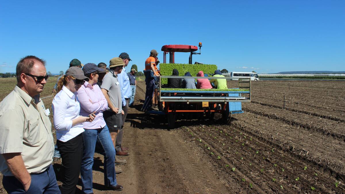 Visitors watch Iceberg lettuce being planted at the Food Heroes farm walk and forum at Koala Farms last week. 
