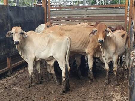 The top priced store steers a/c Hillgrove sold for 430.2c/kg and weighed 144kg.