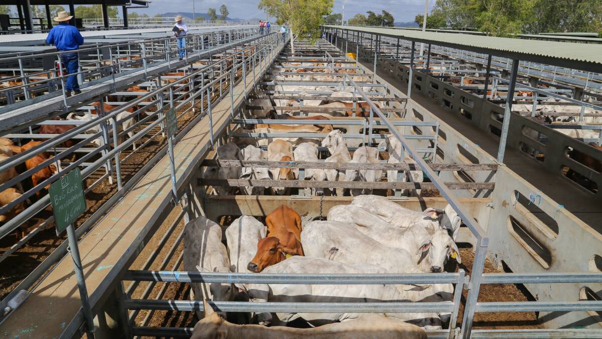 Charbray cows and calves $1850 at Gracemere