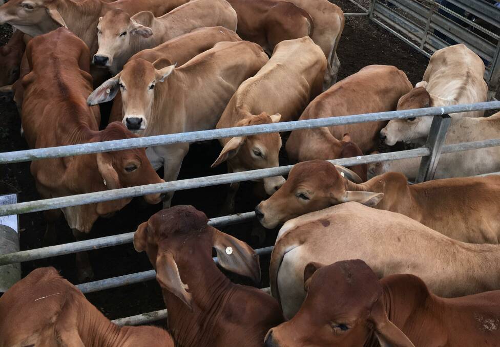 Yearling steers sell to 339c, av 315c at Mareeba