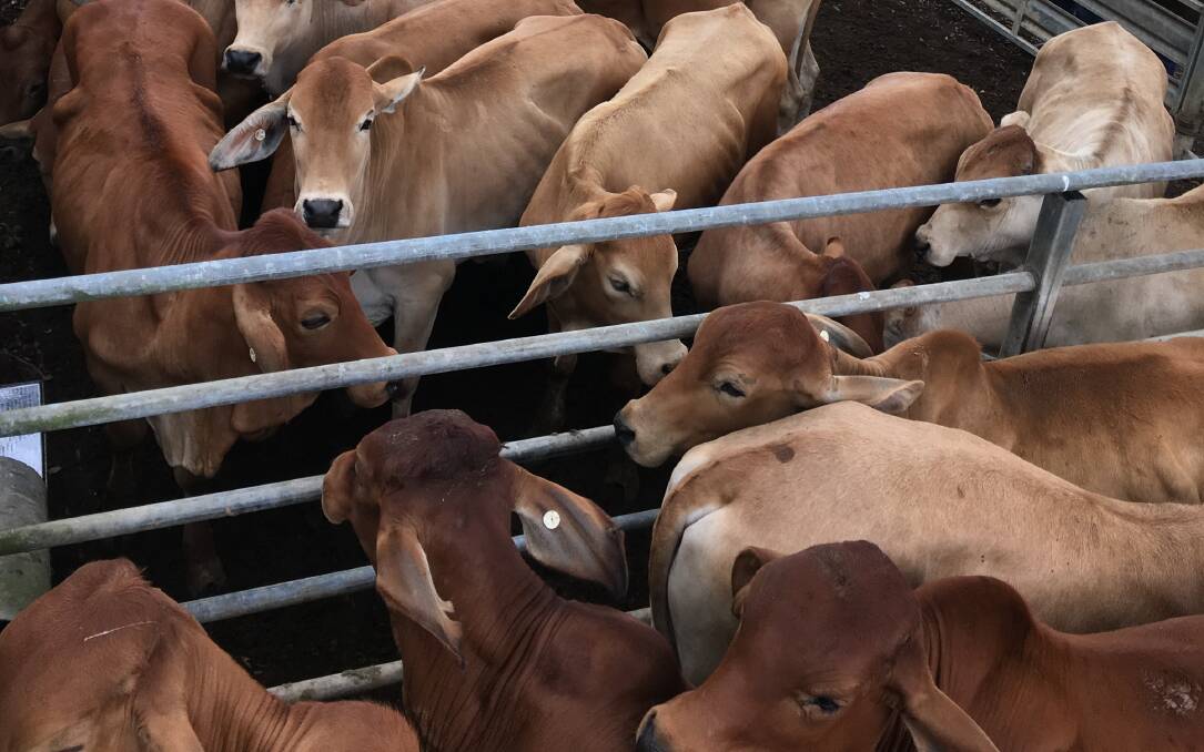 Yearling heifers set saleyard record of 392c at Mareeba