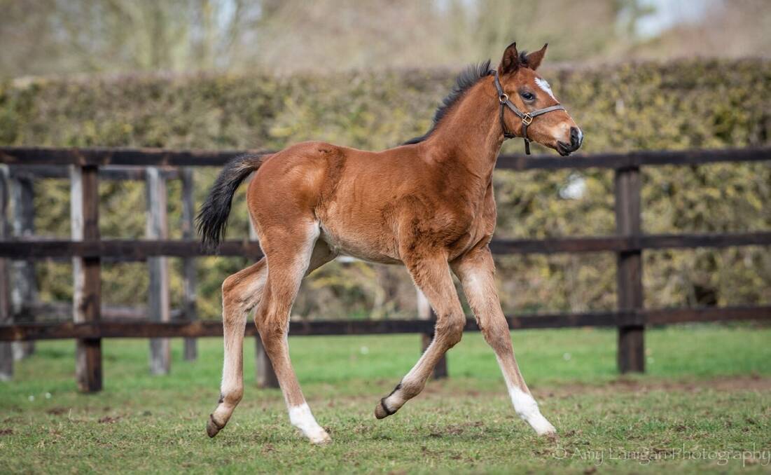 A superb foal by UK first season sire Aclaim from Chose (from the family of Champions Twice Over and Banshee Breeze).