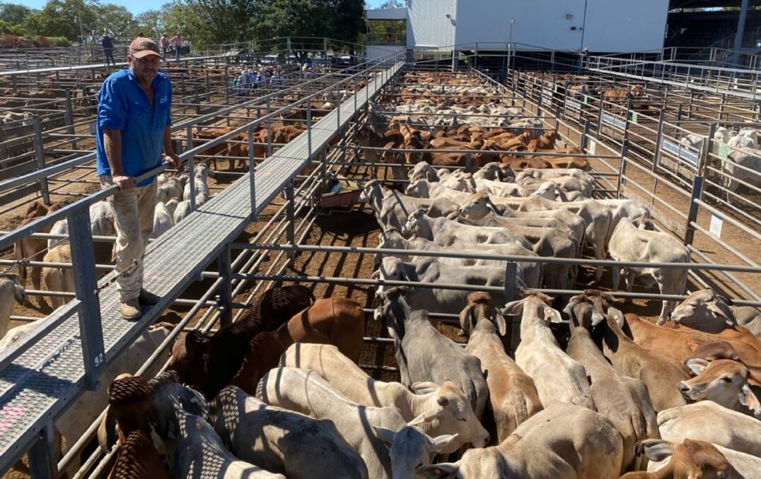 Ian Pedracini, Scartwater, Charters Towers, sold No.8 and No.9 steers to 356.2c, average 351.2c returning $981/hd.