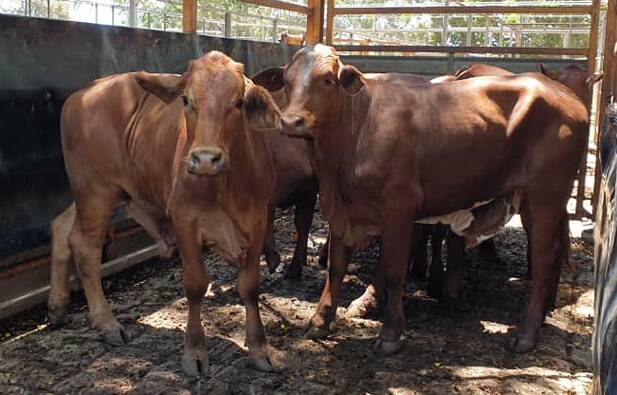Steers a/c V and A Calleja weighing 373kg sold for 363.2c/kg to a southern feedlot.