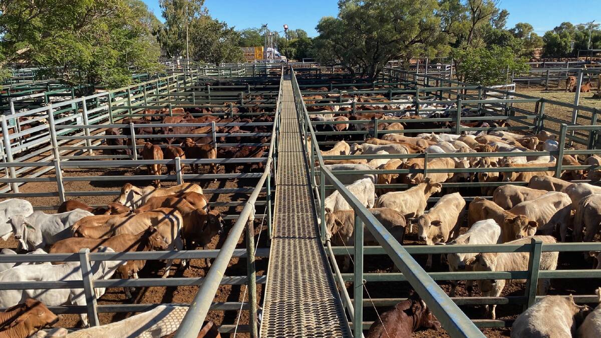 Weaner steers top at 614c, heifers reach 544c at Blackall