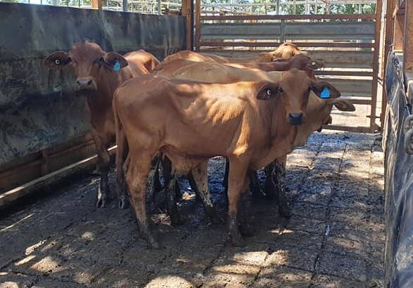 Store steers from Hinchliffe Grazing made 518.2c/kg weighing 190kg and sold to a western restocker.