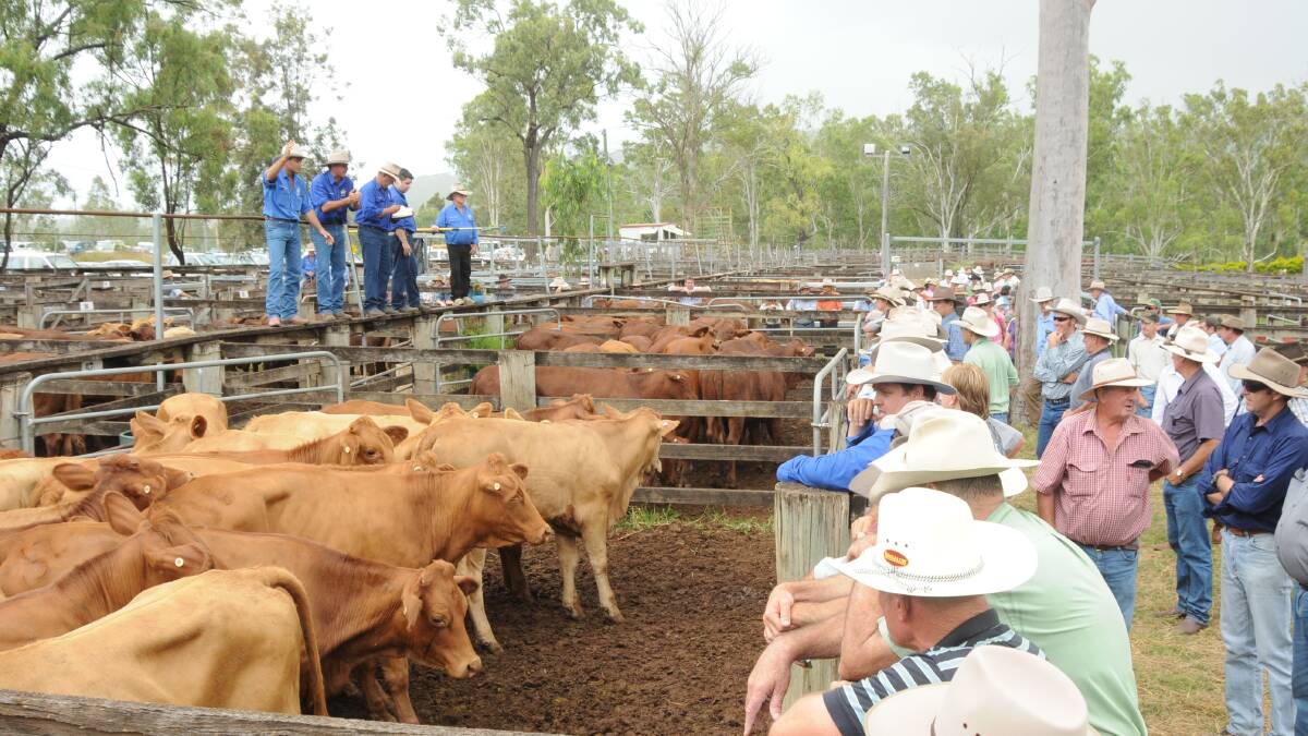 Charbray cross steers sell for 280c/$879 at Eidsvold