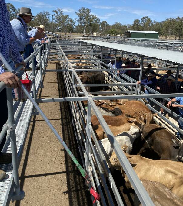 Cows and calves sell to $2900 at Biggenden