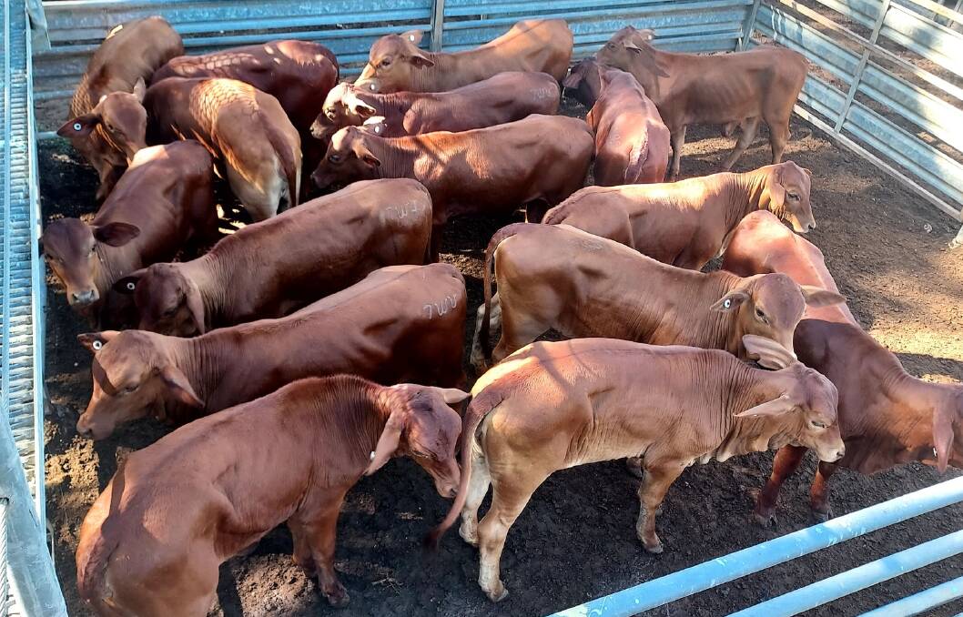 Yearling heifers a/c Vollert Farming weighing 169kg sold for 386.2c/kg at Mareeba.