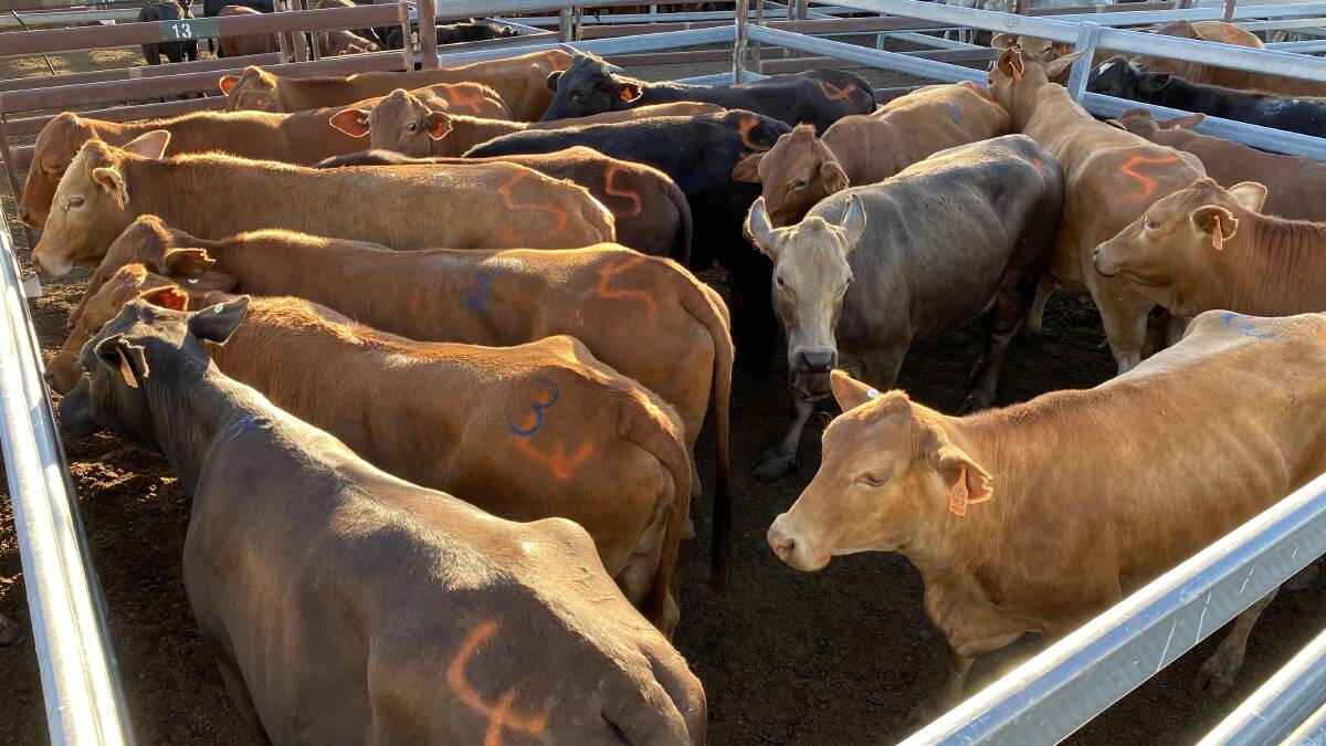 Brahman weaner steers reach 619c/$1186 at Monto
