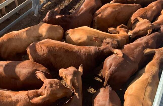 Santa cross weaner heifers sell for 370c/$771 at Eidsvold