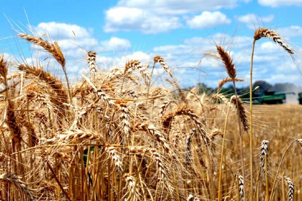 Northern grain markets soft ahead of holiday period