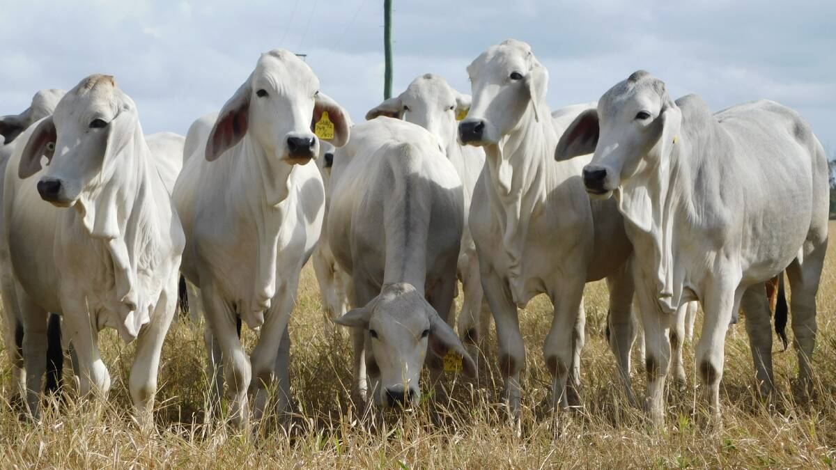 A Fenech Brahmans offering broke the CQLX price per kilo record for commercial females at 655c/kg. The premium pen averaged 409kg and returned $2682/head.