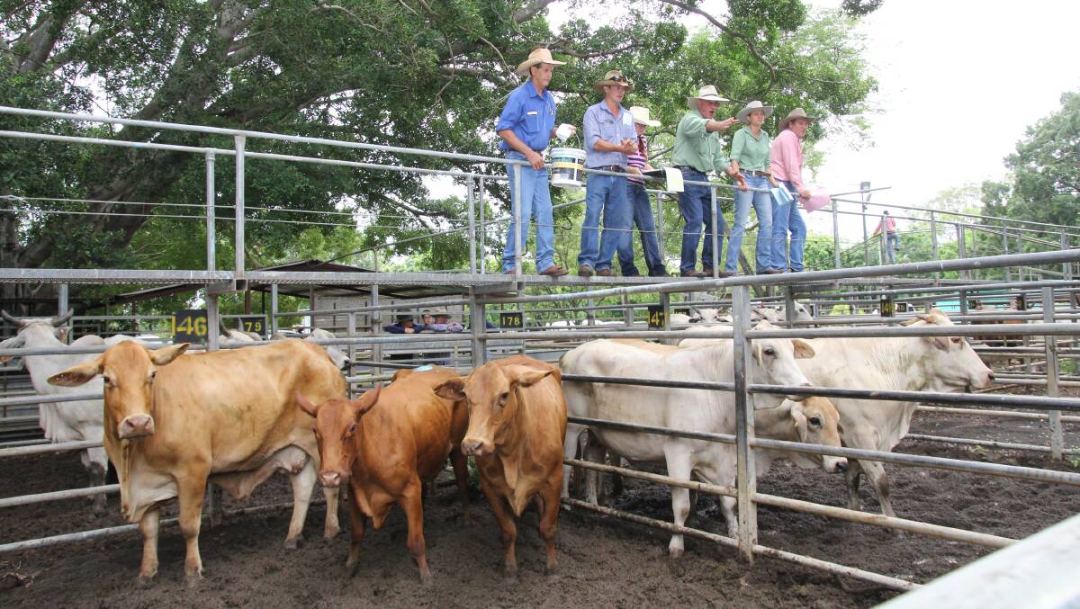 Steers sell to top of 348c, av 252c at Mareeba