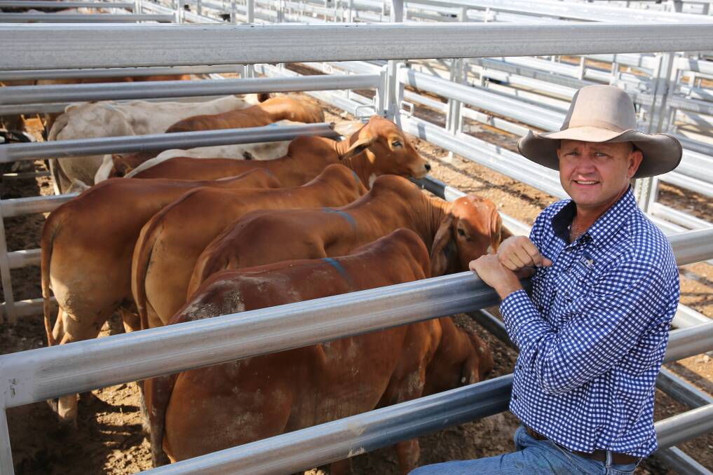 Burnett Livestock & Realty's Lance Whitaker with a pen of Brahman steers on account of Tobin Beef, Wallaville, that sold for 271.2c/kg or $1377/head.