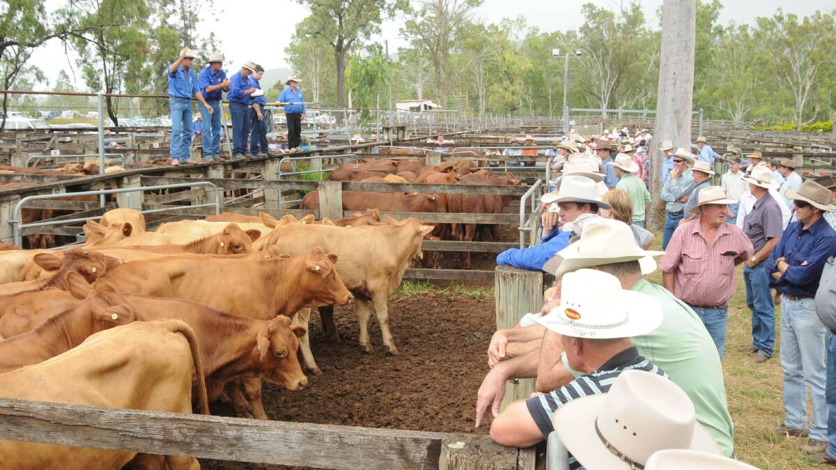 Charbray cross steers sell for 378c at Eidsvold