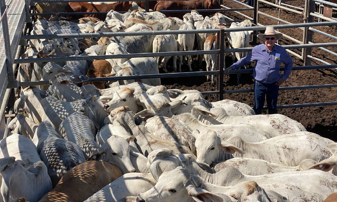 Jim Geaney, Geaney's Real Estate and Livestock, with a pen of No. 1 Brahman heifers a/c Condon Grazing Pty Ltd and L J Condon, Conjuboy, Mt Garnet. The 40 heifers made 454.2c/kg, weighed 226kg to return $1027/hd.