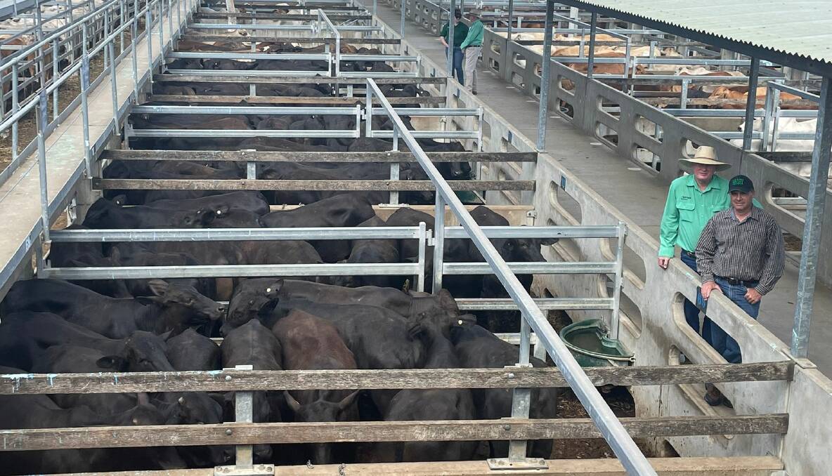 Julian Laver, Nutrien Ag Solutions Rockhampton, with vendor Craig Mace, Kenwill Holdings, Toorilla Plains, Stanage, and his 85 No.0 Brangus steers which reached 490.2c/kg and weighed 420kg to return $2059/hd.