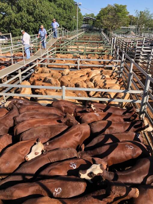 Cows and calves make $2075 at Blackall