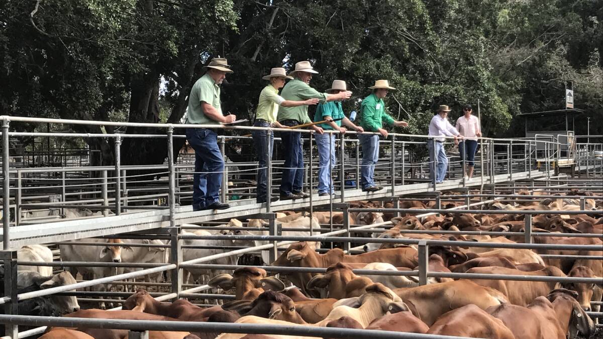 Steers sell to 270c, av 230c at Mareeba