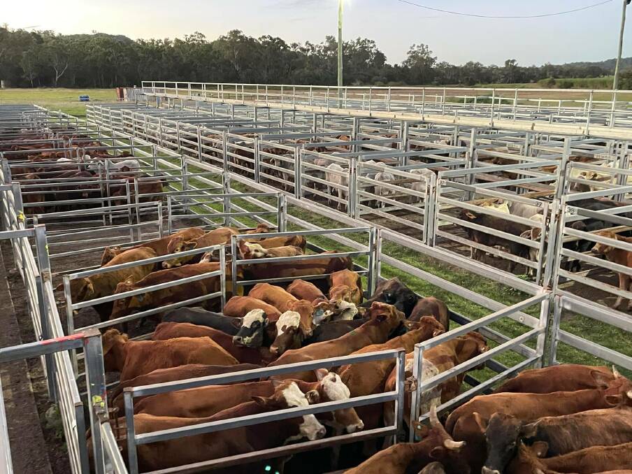 Quality steers firm at Sarina