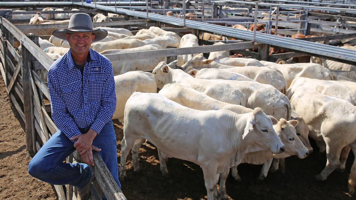 Burnett Livestock & Realty’s Lance Whitaker with a pen of Charbray milk and two tooth steers on account of HC Professional, Bundaberg. The line of 72 steers sold to top at 288.2c/kg or $1383/head.