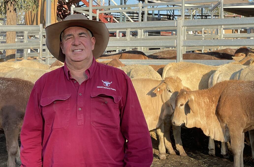 Rob Bygrave, Eidsvold Livestock and Property, with some of Harold Dwyers' steers that sold for 701.2c/kg at 220kg to return $1546/head.
