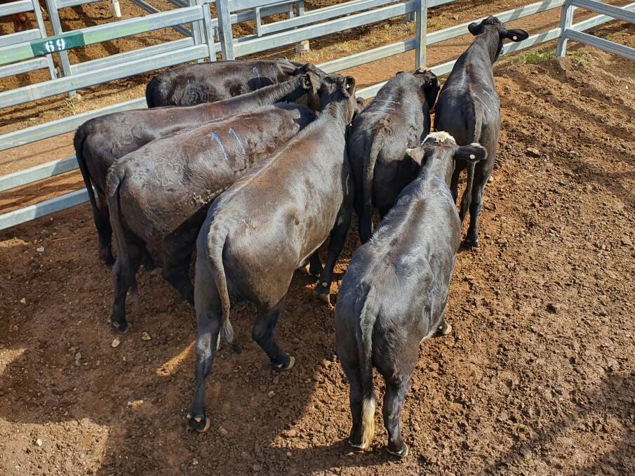 B and N White, Thangool, sold these Angus cross heifers for 420c/kg to return $1270.