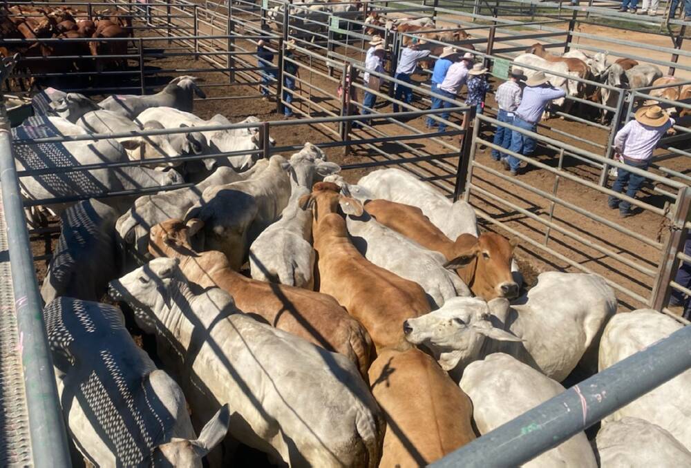 Weaner steers reach 826c, average 755c at Charters Towers