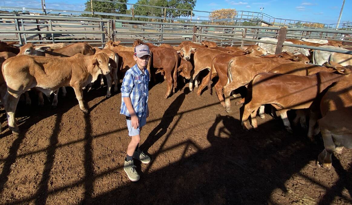 Seth Griffiths-Hunt with 31 steers a/c D Hunt and L Griffiths, Rycon Station, Einasleigh, that made 676.2c/kg to weigh 152kg and return $1029/hd. Picture: Matthew Geaney.