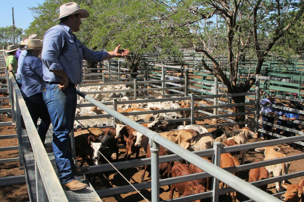 Santa Gertrudis cross cows and calves make $1220/unit at Blackall
