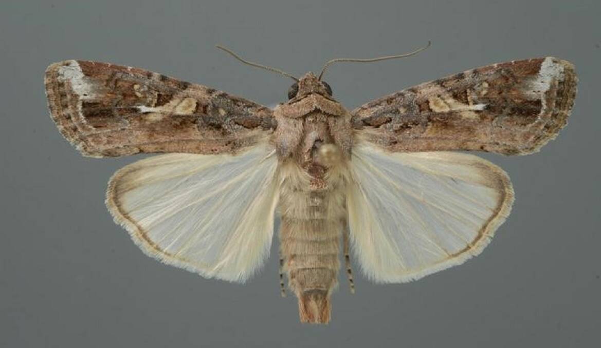 An adult fall armyworm moth. Picture: Biosecurity Queensland.