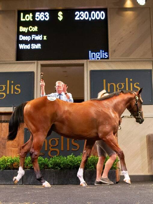 Queensland vendor Canning Downs, Warwick, sold a Deep Field/Wind Shift colt for $230,000 at this year's Inglis Classic yearling sale. Picture: Inglis
