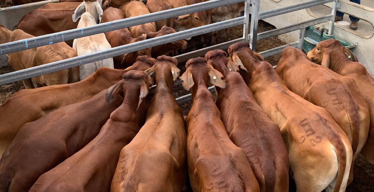Weaner heifers sell to top of 380c, average 336c at Emerald