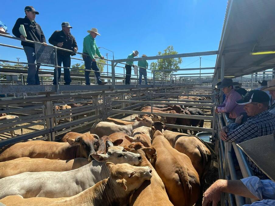 A Wotonga Grazing offering of 240 Droughtmaster and Brahman cross cows reached 385.2c/kg, averaged 527kg and returned $1878/head at CQLX.