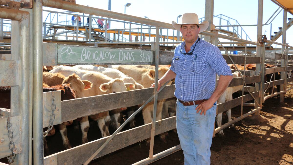 GDL agent Geoff Maslen with the Charolais steers from Brigalow Downs, Bollon. The steers made 322c/kg at 301kg returning $970/hd.