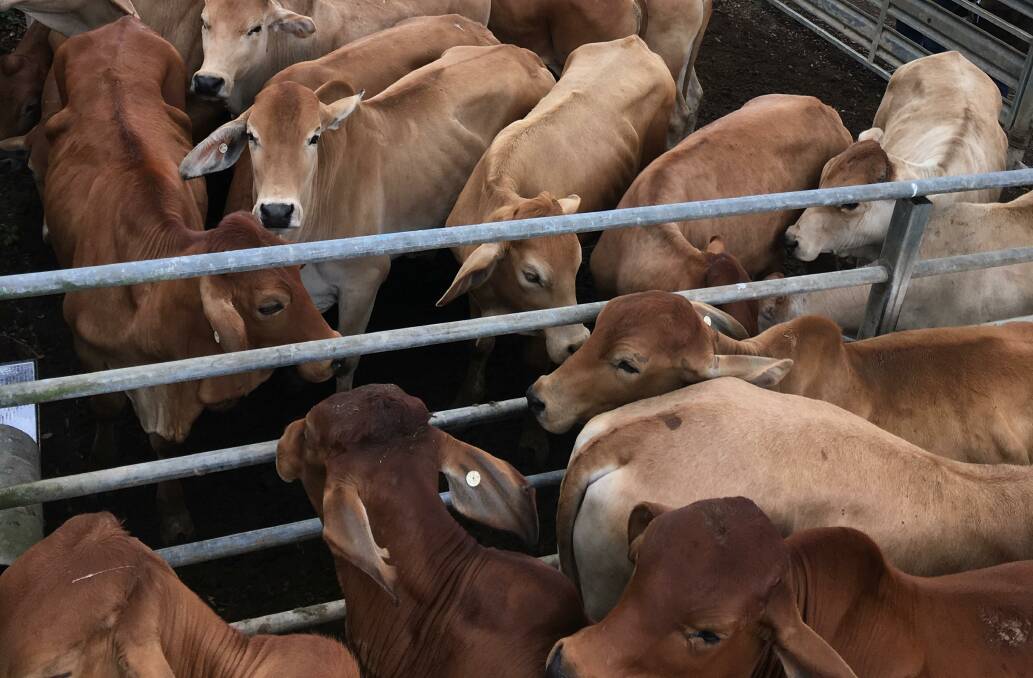 Weaner steers sell for $1000 at Miriam Vale