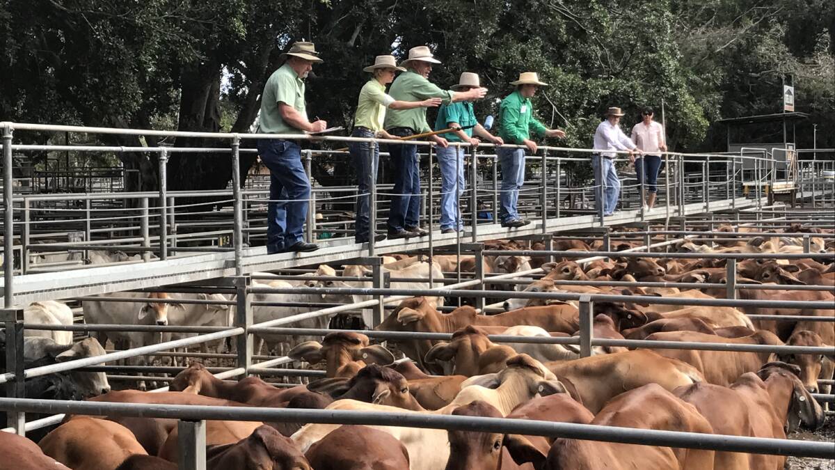 Yearling steers sell to 272c, av 234c at Mareeba