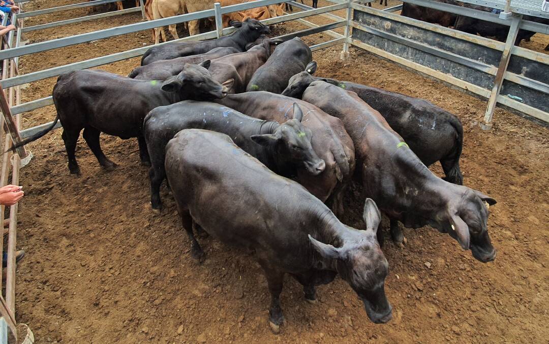 JE Frank's quality Brangus heifers sold for $1680/head or 399c/kg.