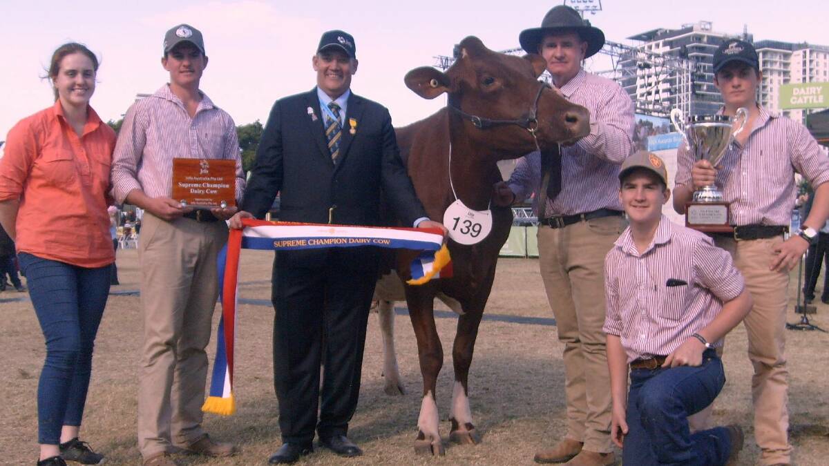 Supreme champion cow of the 2019 Royal Queensland Show, Eacham Vale Precious 7, held by owner Greg English with Alison Teese, Patrick English, Wayne Bradshaw, Angus Berwick and Jerry English.