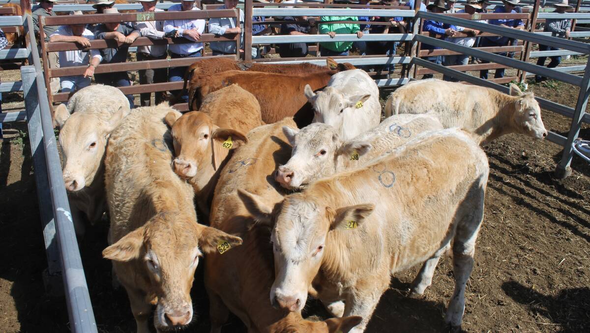 Dale Brown and family sold 334kg quality Charolais Droughtmaster grain assisted No 8 steers for 266c/kg or $890 to Wide Bay Feedlot at Monto sale.