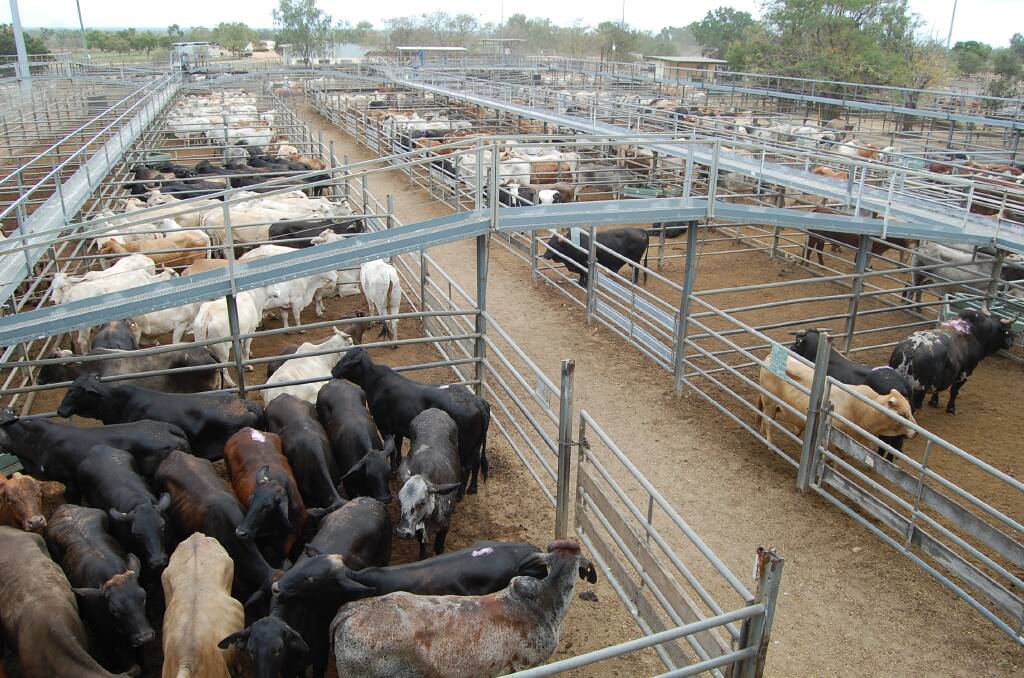 Cows and calves in demand at Charters Towers