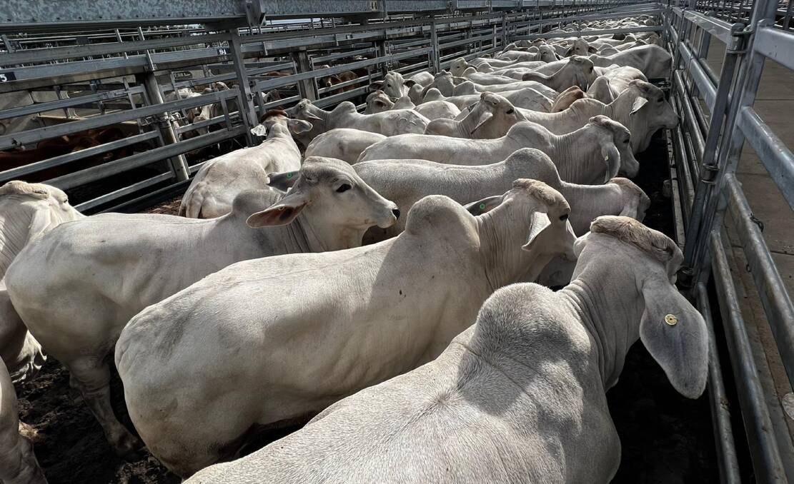 A run of 144 heavy Brahman feeder steers made 450c/kg and weighed 436kg to return $1964/head for vendor Day Grazing, Marylands, St Lawrence, at the CQLX prime and store sale. 